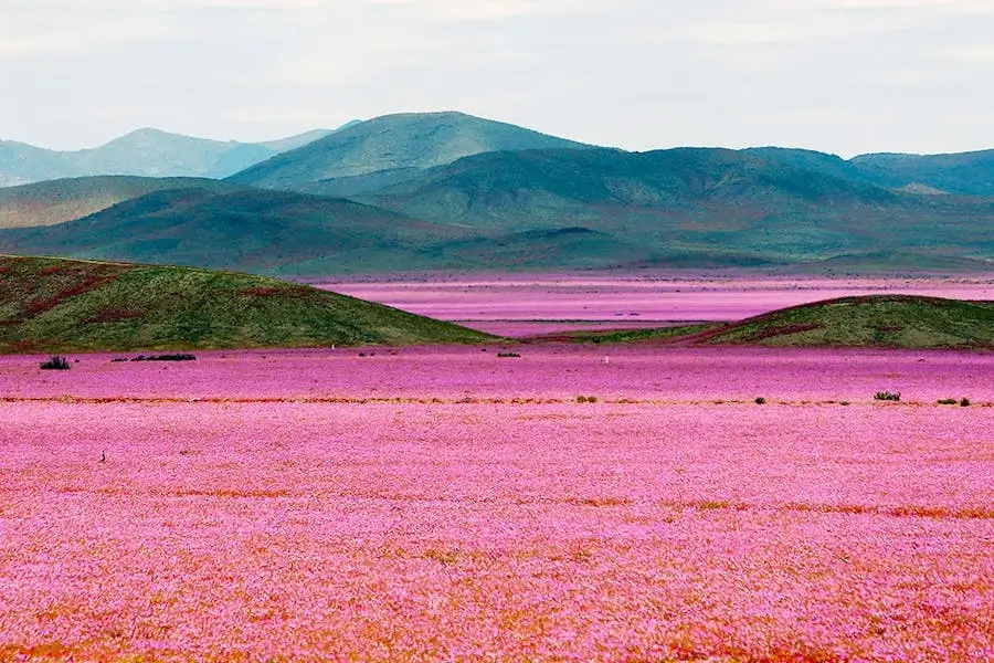 desierto florido atacama