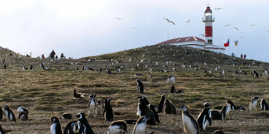 isla magdalena pinguinos