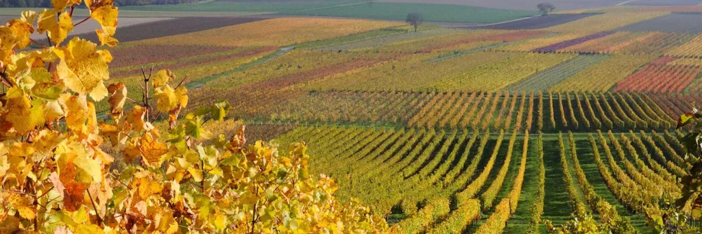 ruta del vino valle de casablanca