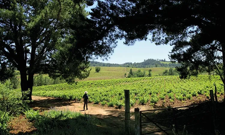 ruta del vino valle del itata